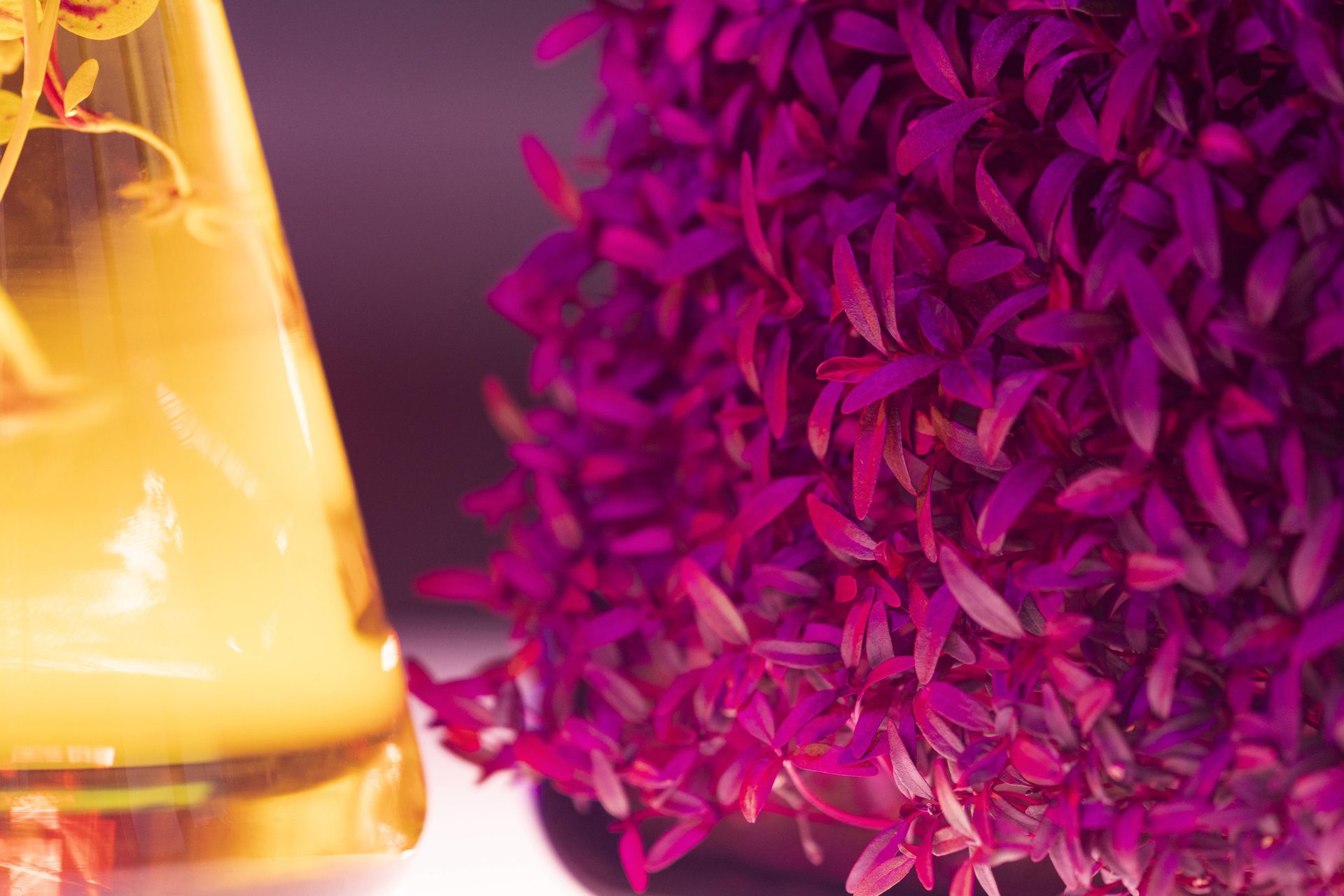 Dense magenta sprouting leaves beside a glass flask of golden-yellow liquid